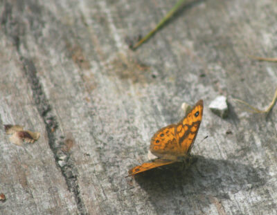 Wall Butterfly