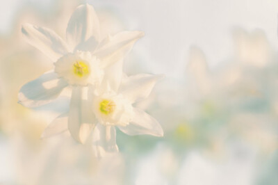 Narcissus Duo