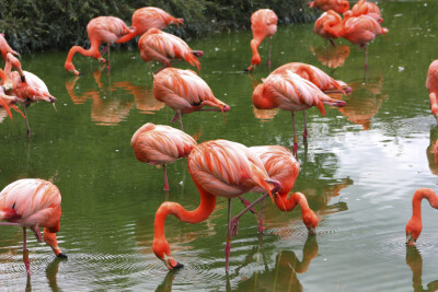 Vibrant in colour