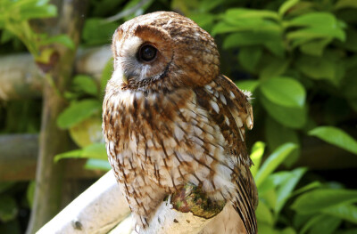 Tawny Owl