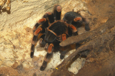 Goliath bird eating spider