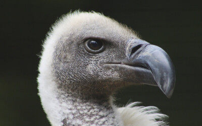 White-backed Vulture Portrait
