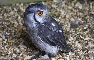 White-faced Scops Owl