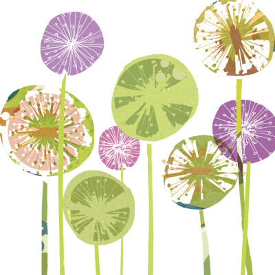allium spheres