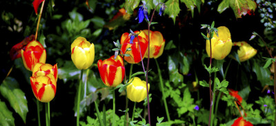 Tulip world