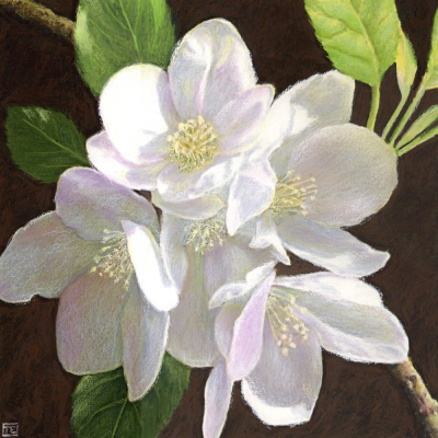 White Apple Blossom