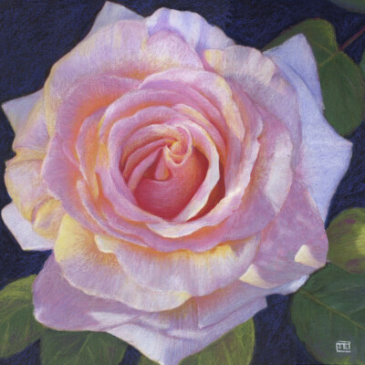 Pink Rose Glow