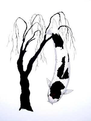 Japanesse Koi Koromo Willow