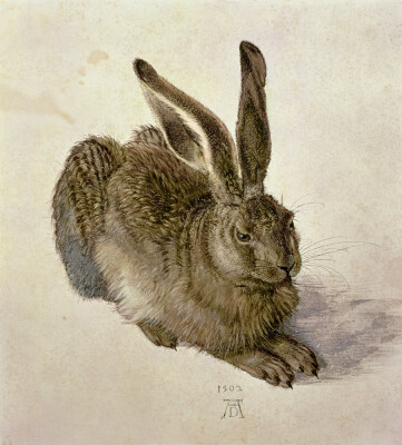 Hare, 1502