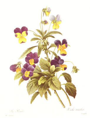 Viola Tricolour