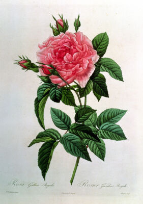 Rosa Gallica Regallis