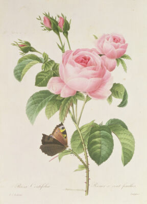 Rosa Centifolia