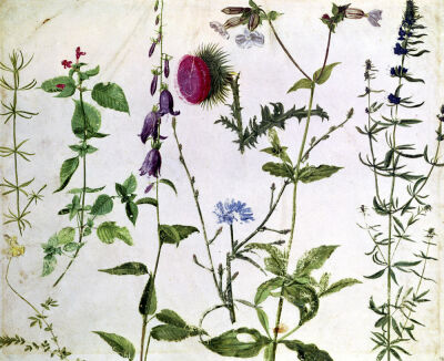 Eight Studies of Wild Flowers