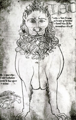 Lion and Porcupine