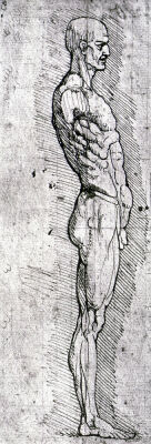 Anatomical Study