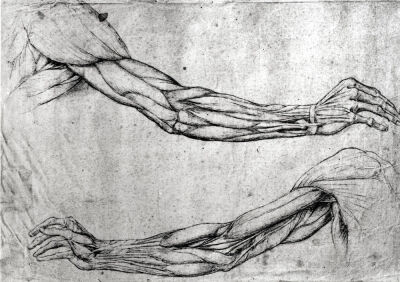 Study of Arms