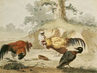 Cocks Fighting