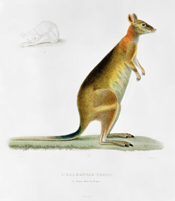 Kangaroo