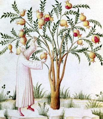 Gathering bitter pomegranates