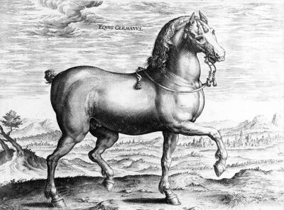 Equus Germanus