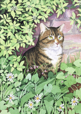 Jackie's Cat (garden design)