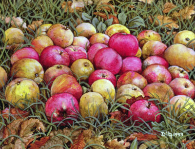 Durnitzhofer Apples, 1993