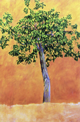 Walnut Tree