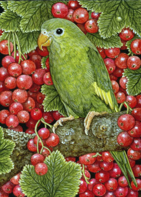 Redcurrant-Parakeet, 1995