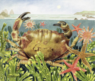 Furrowed Crab with Starfish Underwater, 1997