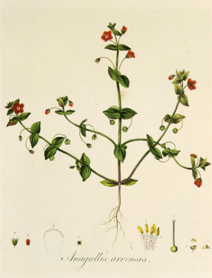 Anagallis arvensis