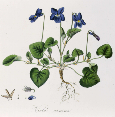 Viola