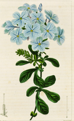 Plumbago auriculata or leadwort, engraving