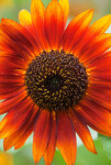 Helianthus 'Earthwalker'