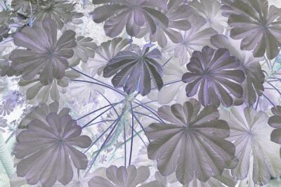 Strange Tropical Leaves