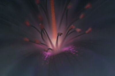 Firework Flower