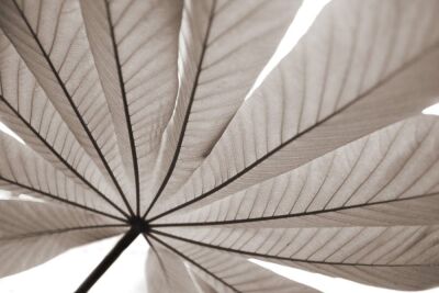 Palm Leaf - Sepia