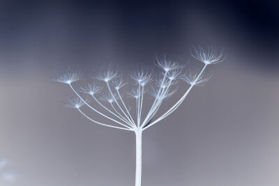 Winter Cow Parsley