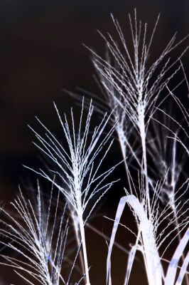 Alien Grasses