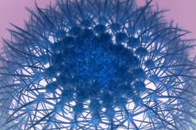 Blue Cactus