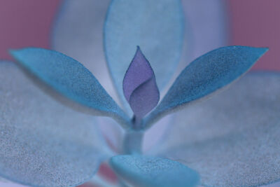Blue Leaves