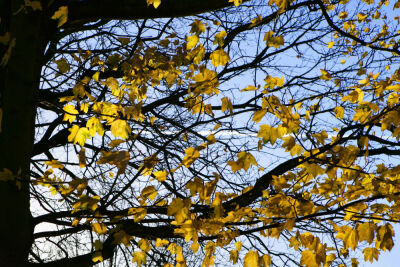 Bright Leaves I