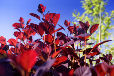 Red Leaves I