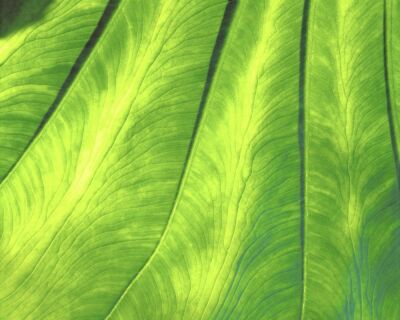 Banana Leaf Detail