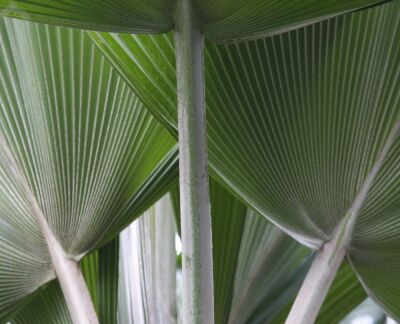Palm Fans