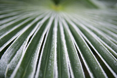 Frosty Palm Leaf