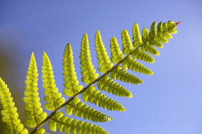 Fern Leaf II