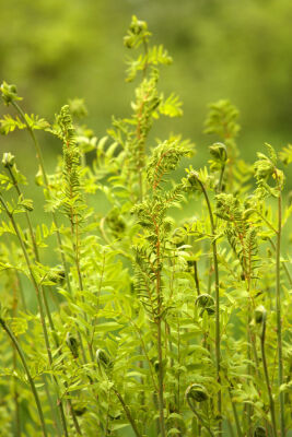 Fern Fronds