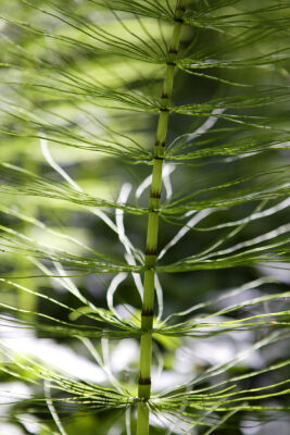 Giant Horsetails II