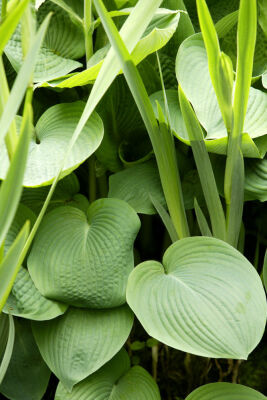 Hosta Leaves