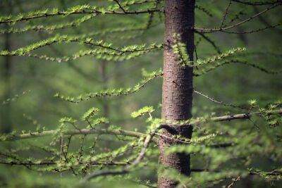 Forest Springtime